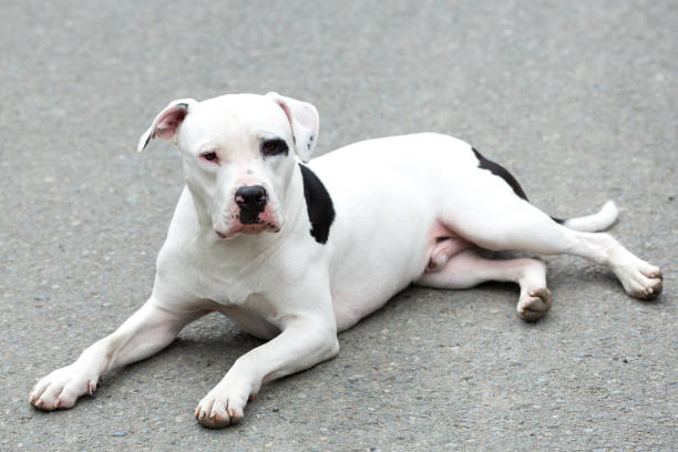 A Pitbull American Stanford - Adult Dog Pet. A Pitbull American Stanford - Adult Dog Pet. blue nose pitbull pictures pictures stock pictures, royalty-free photos & images