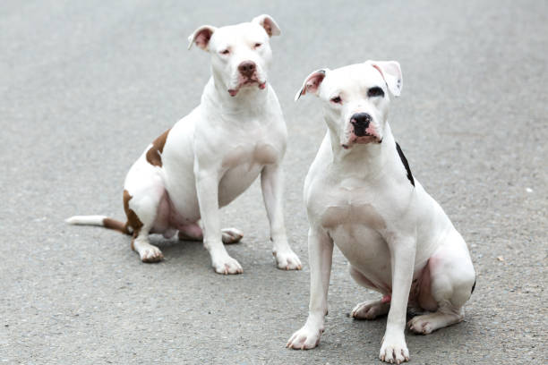 Two Pitbull American Stanford - Adult Dogs Pets. Two Pitbull American Stanford - Adult Dogs Pets. blue nose pitbull pictures pictures stock pictures, royalty-free photos & images