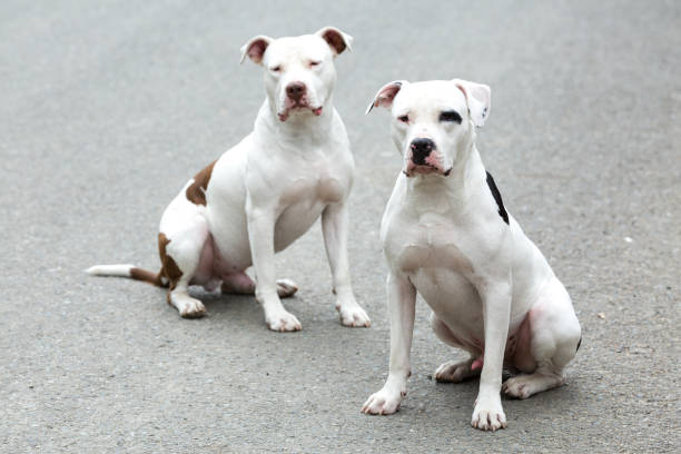 Two Pitbull American Stanford - Adult Dogs Pets. Two Pitbull American Stanford - Adult Dogs Pets. blue nose pitbull pictures pictures stock pictures, royalty-free photos & images