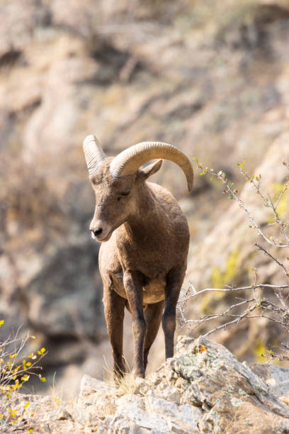 istock Bighorn Sheep in Waterton Autumn 1273545992