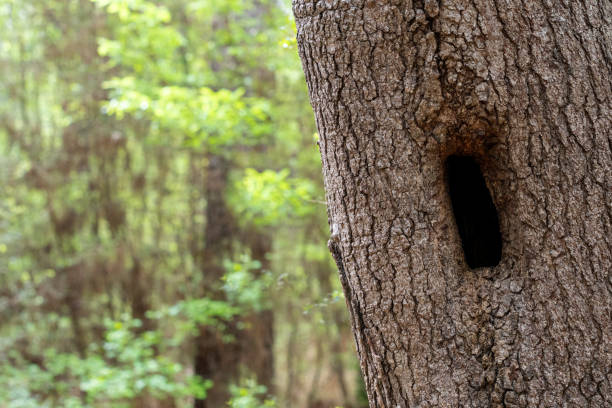 tree hollow in the forest - tree hole bark brown fotografías e imágenes de stock