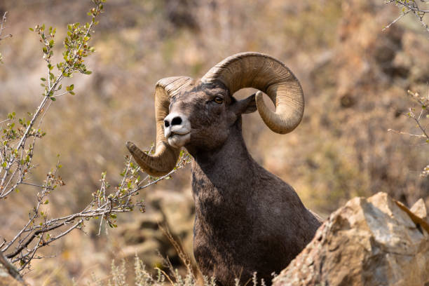 istock Bighorn Sheep in Waterton Autumn 1273549078