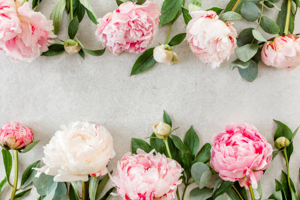 istock Beautiful pink peony flowers on gray stone table with copy space for your text. Flat style, top view 1273549190