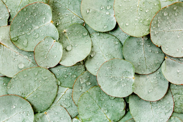 istock Background, Texture made of green eucalyptus leaves with raindrop, dew. Flat lay, top view 1273549292