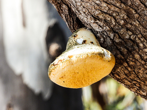 A weeping fungus in a gum tree