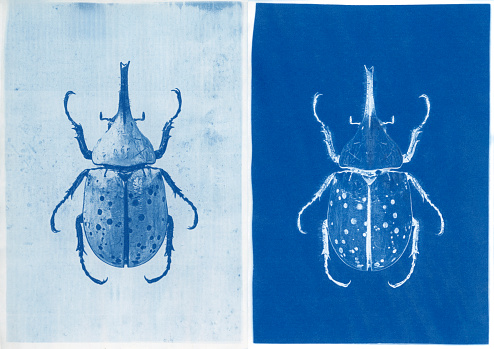 Positive and negative cyanotype prints of western Hercules beetle, Dynastes granti.
