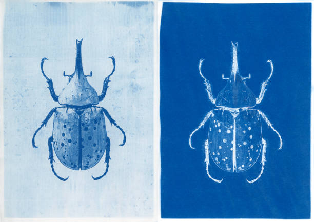 cyanotype prints of western Hercules beetle, Dynastes granti Positive and negative cyanotype prints of western Hercules beetle, Dynastes granti. negative image technique photos stock pictures, royalty-free photos & images