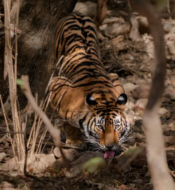 close-up of the face and tongue of a tiger drinking.  Excellent positioning.