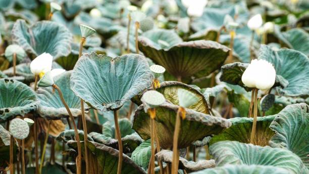 Lotus Pond stock photo