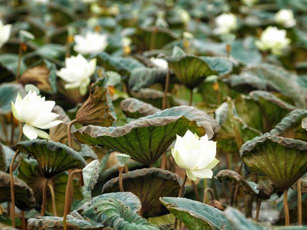 Lotus Pond stock photo