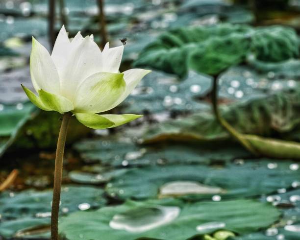 Lotus Pond stock photo