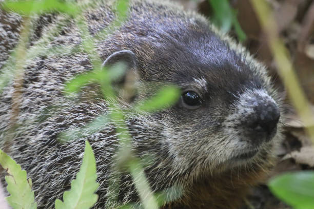 istock Marmot Foraging For Food 1273555300