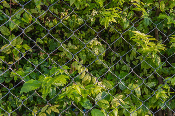istock trees by the fence on beside the Road. 1273555928