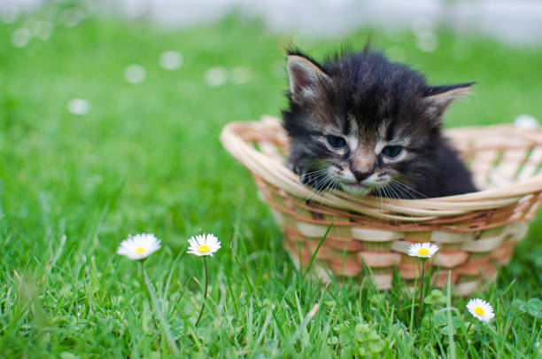 istock Funny little cat walking outdoors 1273556102