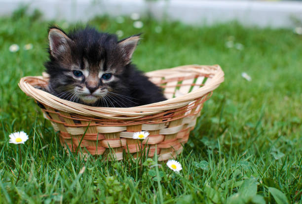 istock Funny little cat walking outdoors 1273556108
