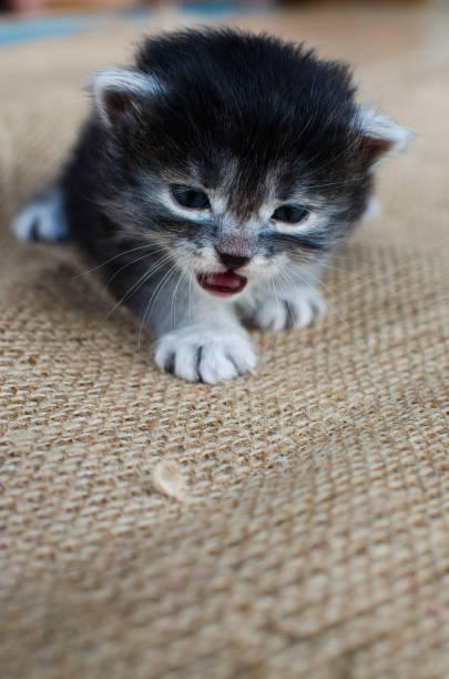 istock Funny little cat walking outdoors 1273556142