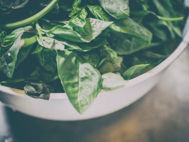 Basil leaves in bowl