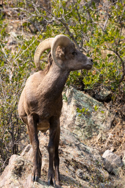 istock Bighorn Sheep in Waterton Autumn 1273557771