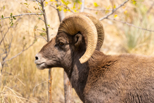 istock Bighorn Sheep in Waterton Autumn 1273559385