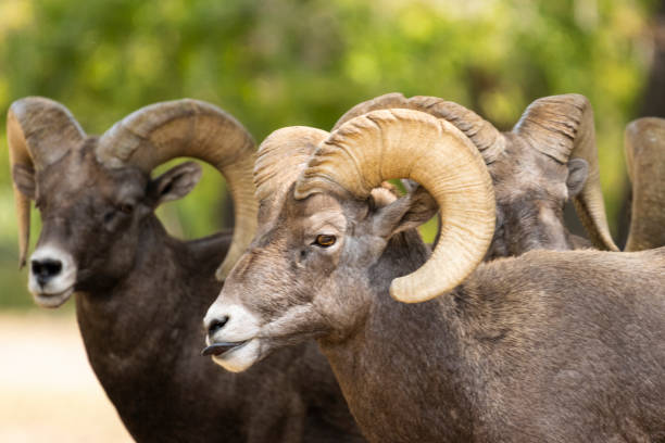 istock Bighorn Sheep in Waterton Autumn 1273559435