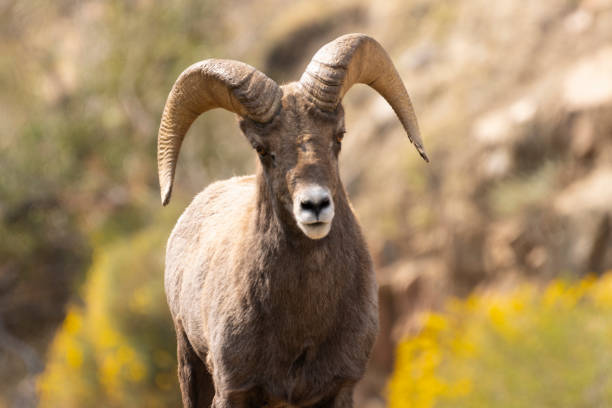 istock Bighorn Sheep in Waterton Autumn 1273560019