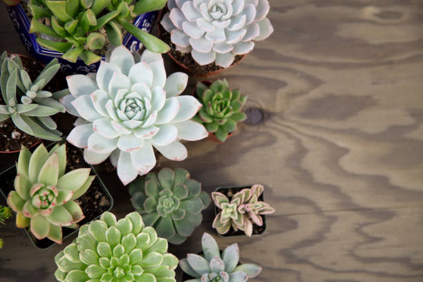 istock Succulent Plants For Garden 1273560164