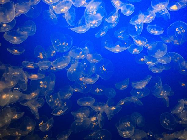 istock jellyfish in water 1273560325