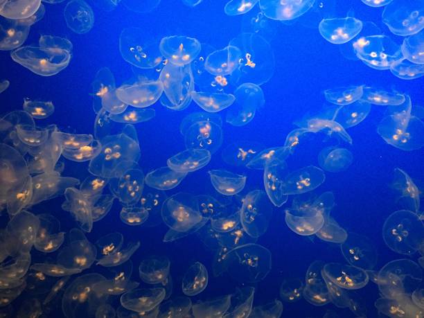 istock jellyfish in water 1273560336