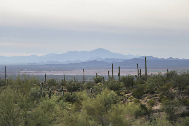 istock Cacti in the Saguaro cactus forest 1273561940