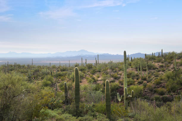 istock Cacti in the Saguaro cactus forest 1273561942