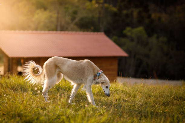 Photo shoot on the farm