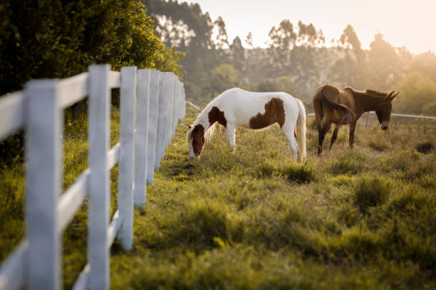 istock Equines grazing at farm 1273562674