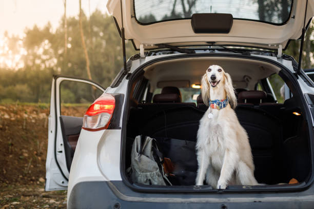 istock Smiling saluki sitting in car trunk 1273562678