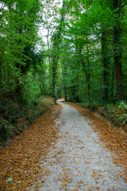 Photo of Pathway walking path in forest covered with green and yellow leaves in autumn