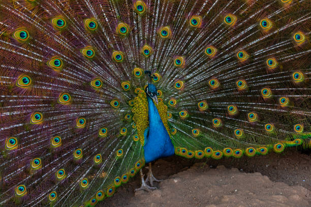 istock Male peacock with loose plumage 1273564150