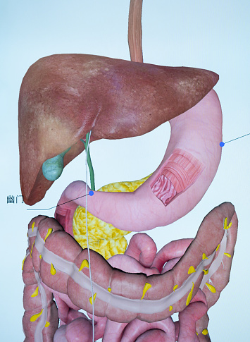 Human Digestive System Illustration. 3D render