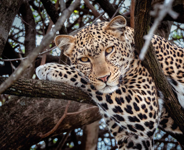 セレンゲティ国立公園のカメラを見つめて腕の上に置かれている木の中のヒョウの肖像画をクローズアップ。 - leopard kruger national park south africa africa ストックフォトと画像