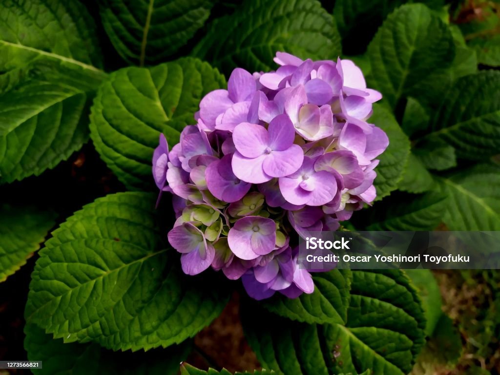 Hydrangeaceae Botany Plantae Family Hydrangeaceae Hydrangea Flower Hydrangea Stock ...