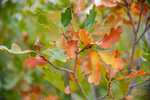 Autumn colors on oak tree