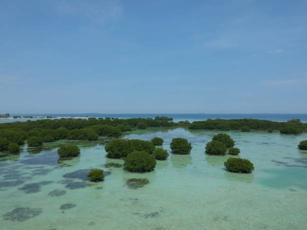 istock Mangroves on Pari Island, Indonesia 1273569902