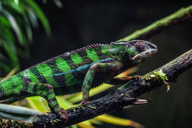istock Chichuuka Lee chameleon lurking in the jungle 1273570100