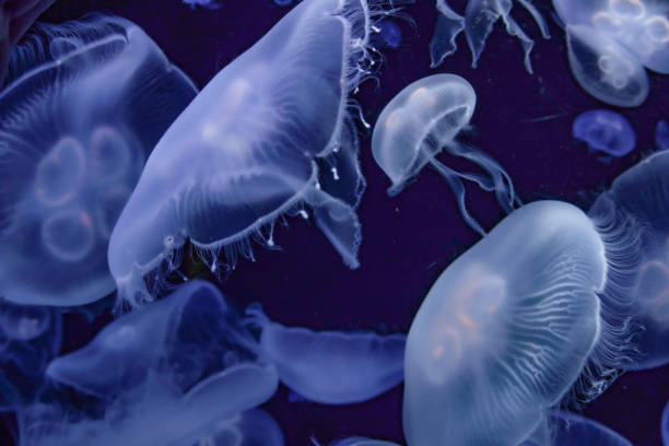 istock Image of the beautiful transparent jellyfish 1273570859