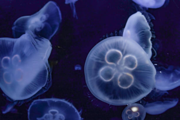 istock Image of the beautiful transparent jellyfish 1273570862