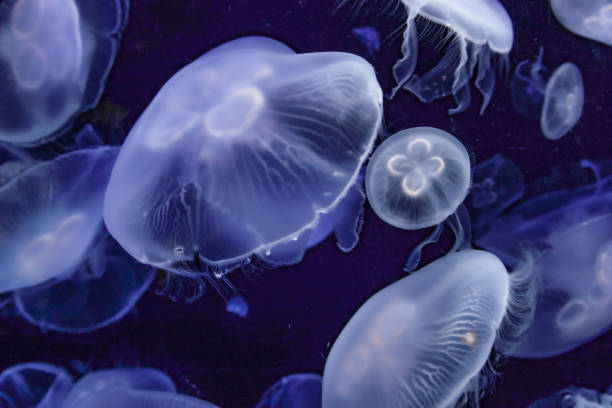 istock Image of the beautiful transparent jellyfish 1273570882