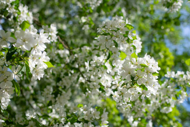istock Branch of a blossoming apple tree 1273571016