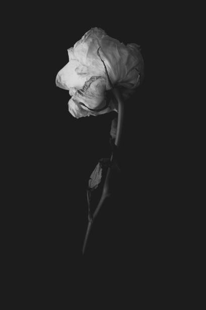 Black and white image of wilting rose on black dark background
