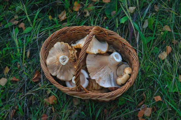 istock Wicker basket with freshly picked forest mushrooms on the grass close-up. 1273571777