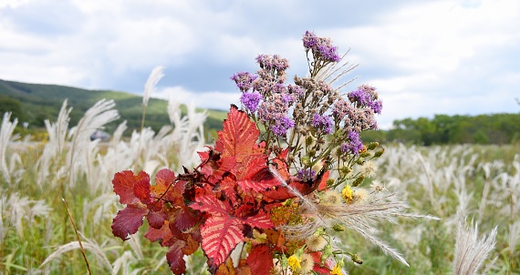 Bouquet of autumn purple wildflowers and branches with red leaves against the background of  field of Miscanthus sinensis (Chinese silver grass). Autumn in Russia. Copy space