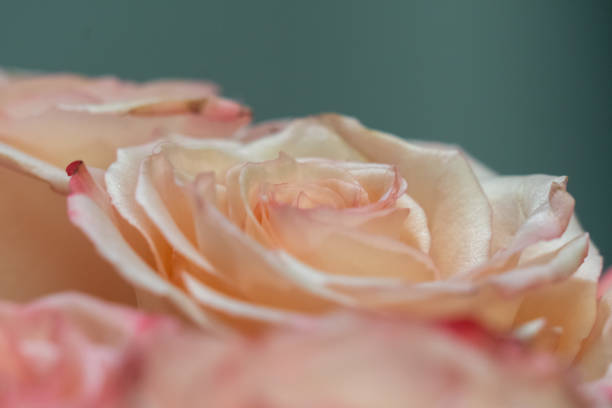istock Bouquet of Pink Roses 1273572864