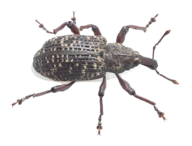 istock Large spruce weevil, Hylobius excavatus isolated on white background 1273574352